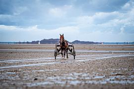 Cheval de course attelé à un sulky trottant de face sur le sable mouillé de la plage de Lancieux sous un ciel nuageux.