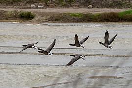 Cinq bernaches cravants en plein vol au-dessus des bassins d’un marais salant, ailes déployées sous une lumière douce.