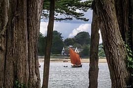 Photographie Entre les cyprès centenaires, ce Sinagot navigue sous voiles ocres, au cœur du Golfe du Morbihan, témoin de l'héritage maritime de la «petite mer»