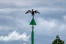 Photographie Cormoran séchant ses ailes dans le golfe du Morbihan