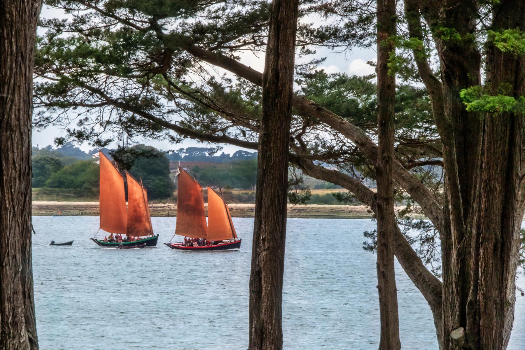 Deux sinagots aux voiles ocre naviguant sur les eaux du Golfe du Morbihan, cadrés par des troncs de pins maritimes.