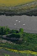 Vue aérienne de quatre spatules blanches en vol au-dessus des vasières grises et de la végétation verdoyante des marais de Séné.