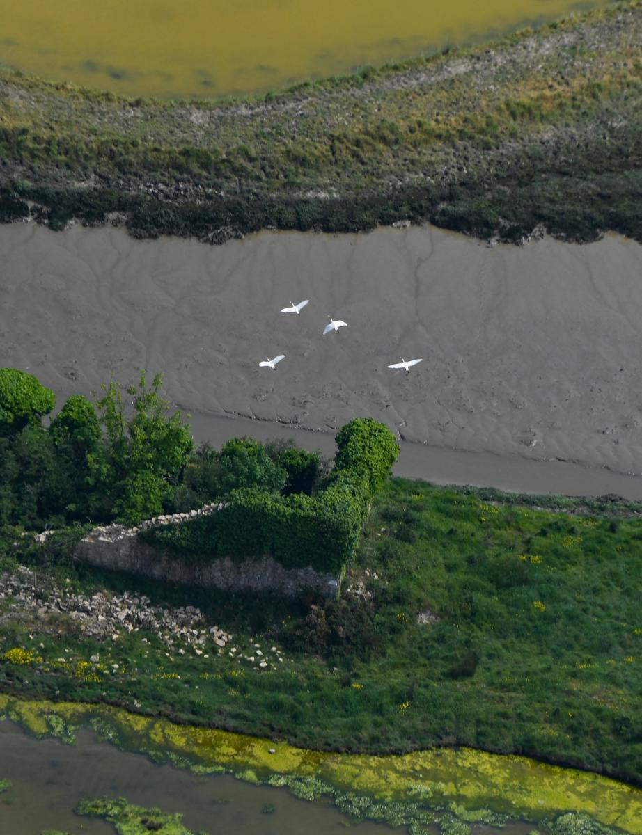 Vue aérienne de quatre spatules blanches en vol au-dessus des vasières grises et de la végétation verdoyante des marais de Séné.