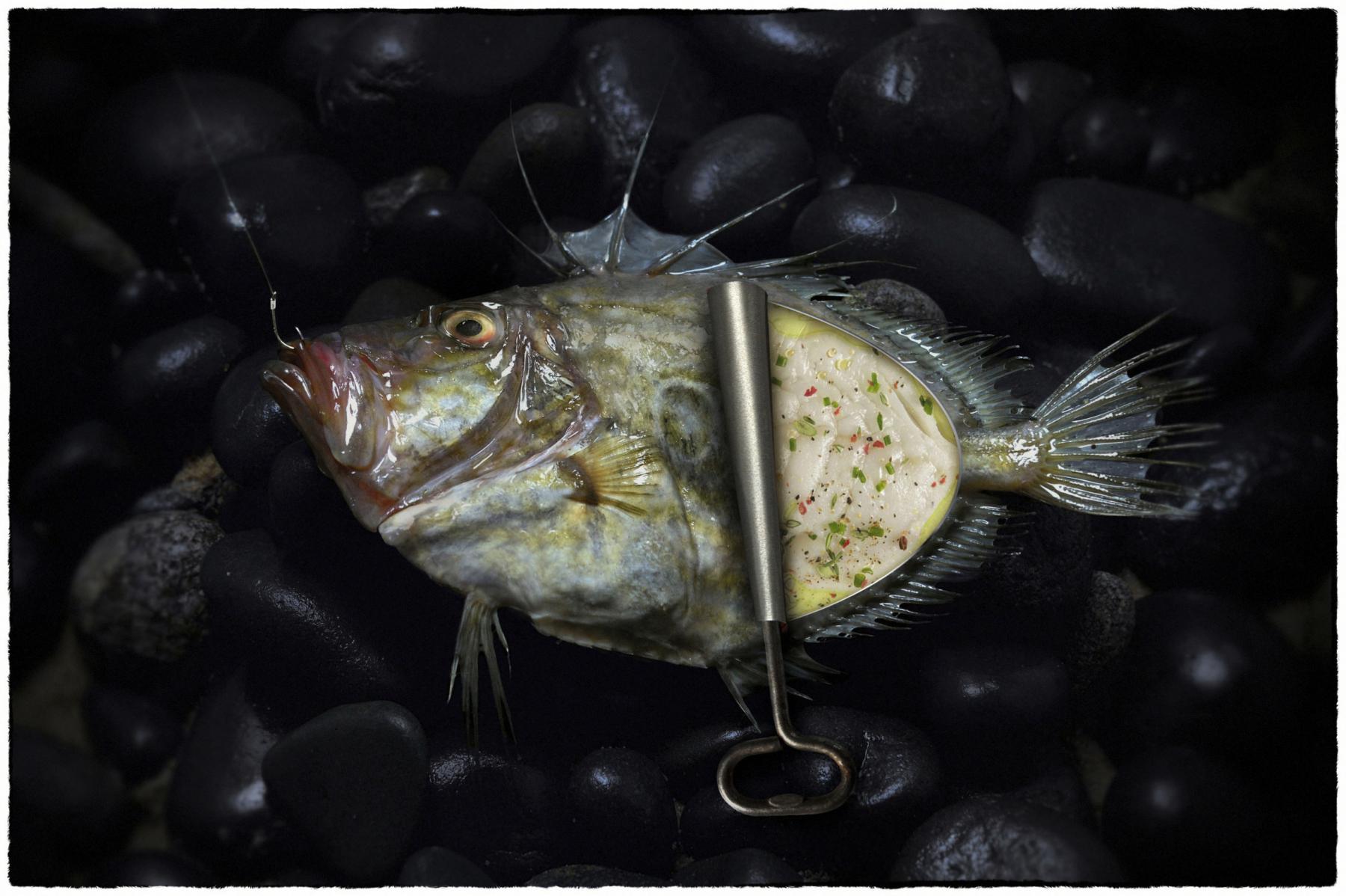 Poisson Saint-Pierre ouvert comme une boîte de conserve sur un lit de galets noirs sombres 