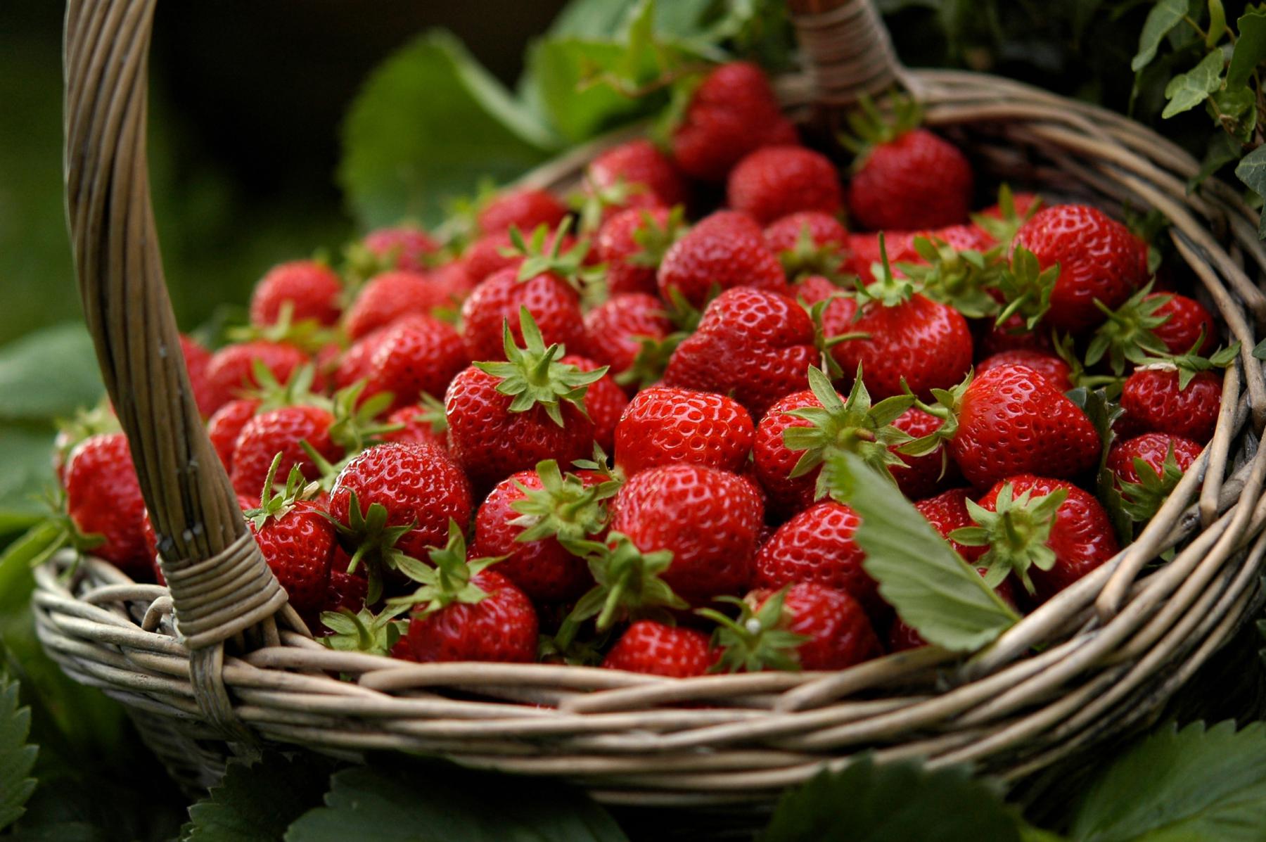 Gros plan d’un panier en osier rempli de fraises rouges éclatantes avec feuilles vertes sous une lumière naturelle.