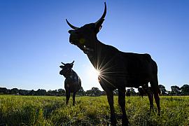 Photographie Reportage photo dans dans le secteur agricole en Immersion au sein de l'élevage «Myabi» en Bretagne qui met en lumière la présence des boeufs Wagyu dans le terroir breton.