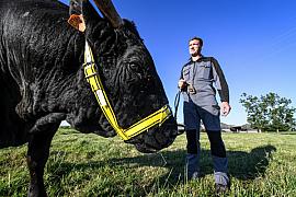 Gros plan sur un bœuf Wagyu noir avec licol jaune dans un pré avec un agriculteur en tenue de travail sous un ciel bleu.