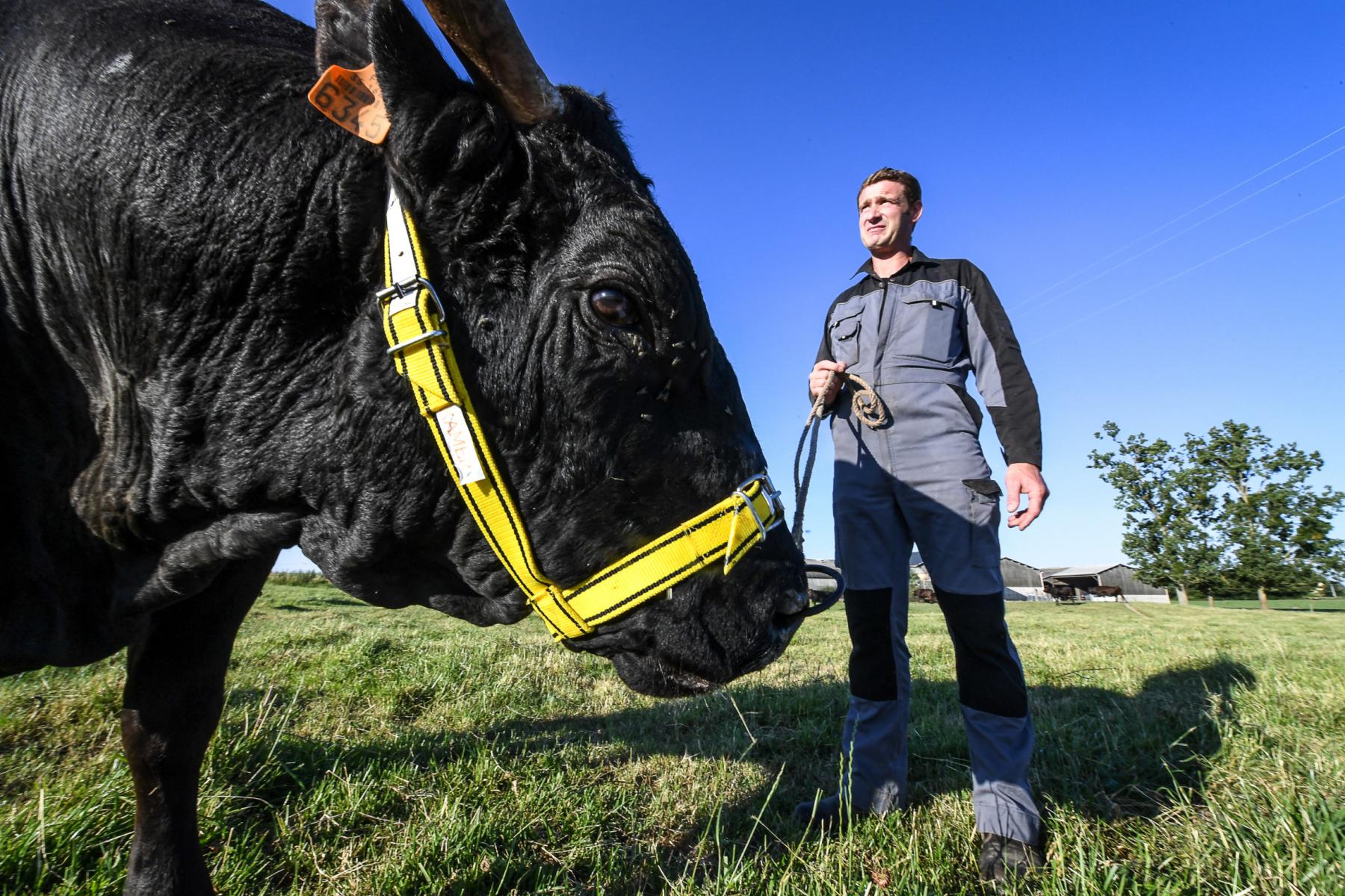 Gros plan sur un bœuf Wagyu noir avec licol jaune dans un pré avec un agriculteur en tenue de travail sous un ciel bleu.
