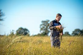 Agriculteur en bleu de travail examinant des épis dans un champ doré sous un ciel bleu en Bretagne.