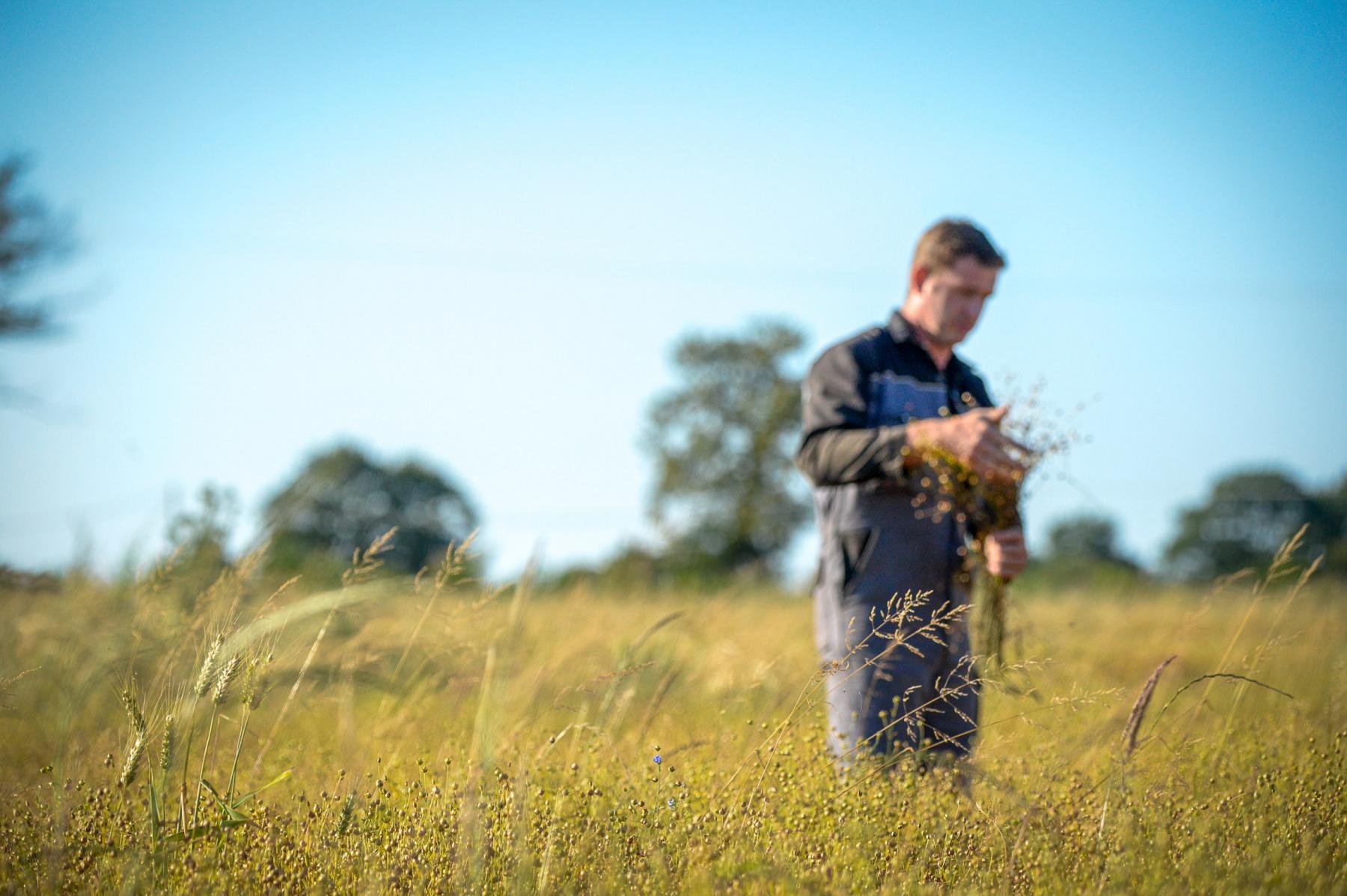 Agriculteur en bleu de travail examinant des épis dans un champ doré sous un ciel bleu en Bretagne.