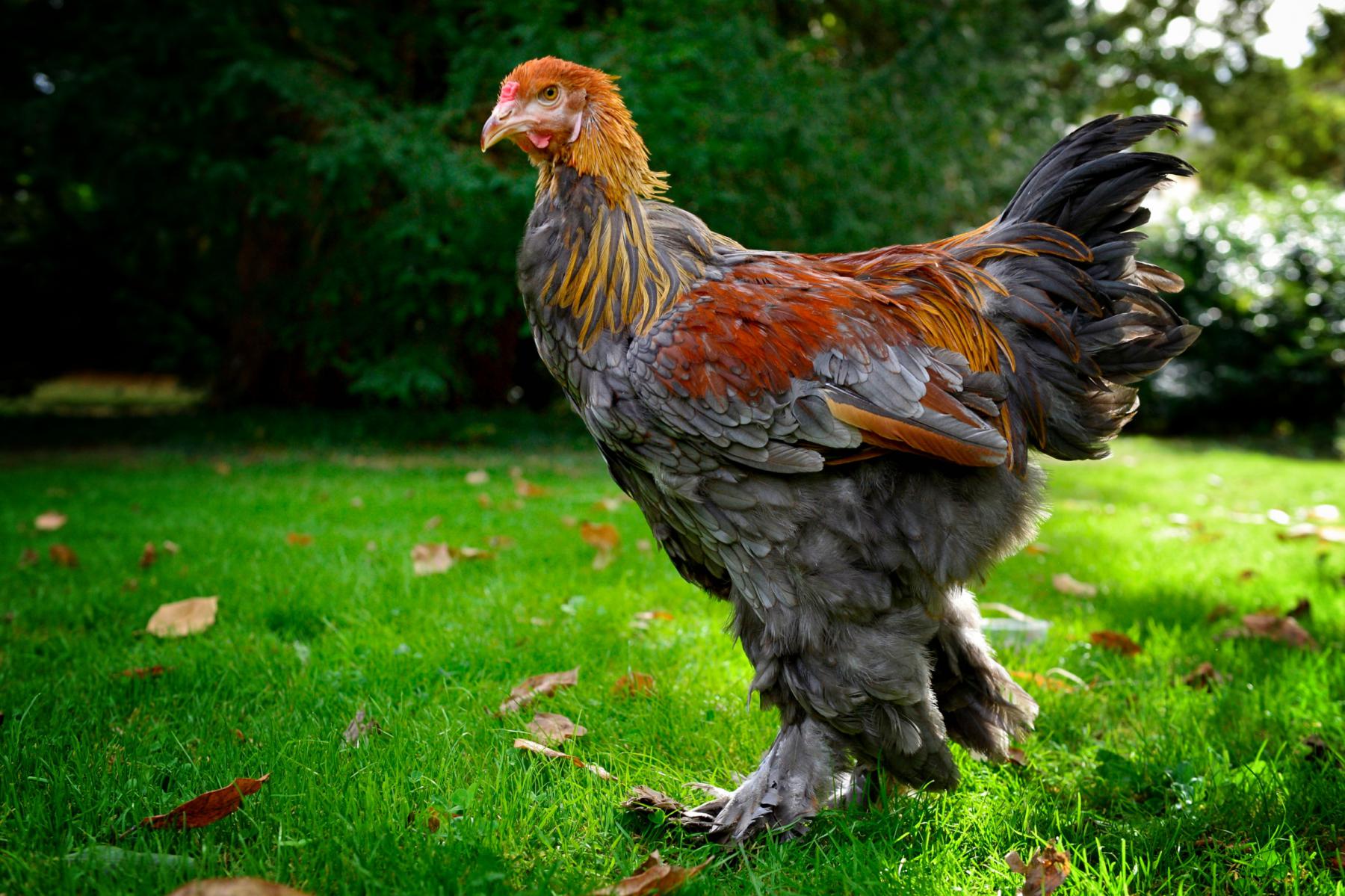 Coq Brahma debout sur l’herbe verte parsemée de feuilles d’automne, plumage gris bleuté et plumes rousses en pleine lumière.