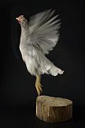 Poule blanche Azur s’envolant d’une souche de bois, mouvement d’ailes flou sur fond noir, style clair-obscur minimaliste.