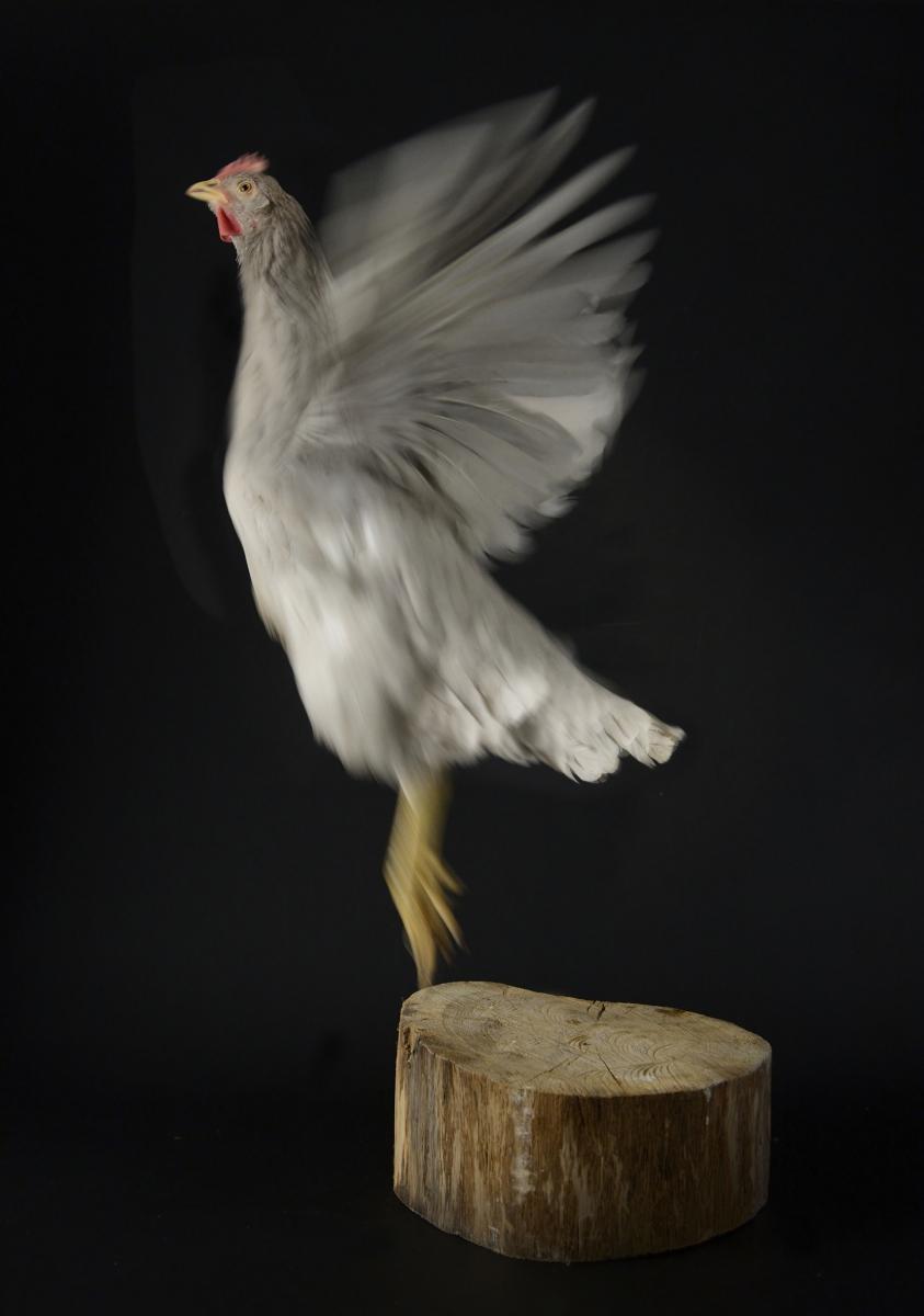 Poule blanche Azur s’envolant d’une souche de bois, mouvement d’ailes flou sur fond noir, style clair-obscur minimaliste.