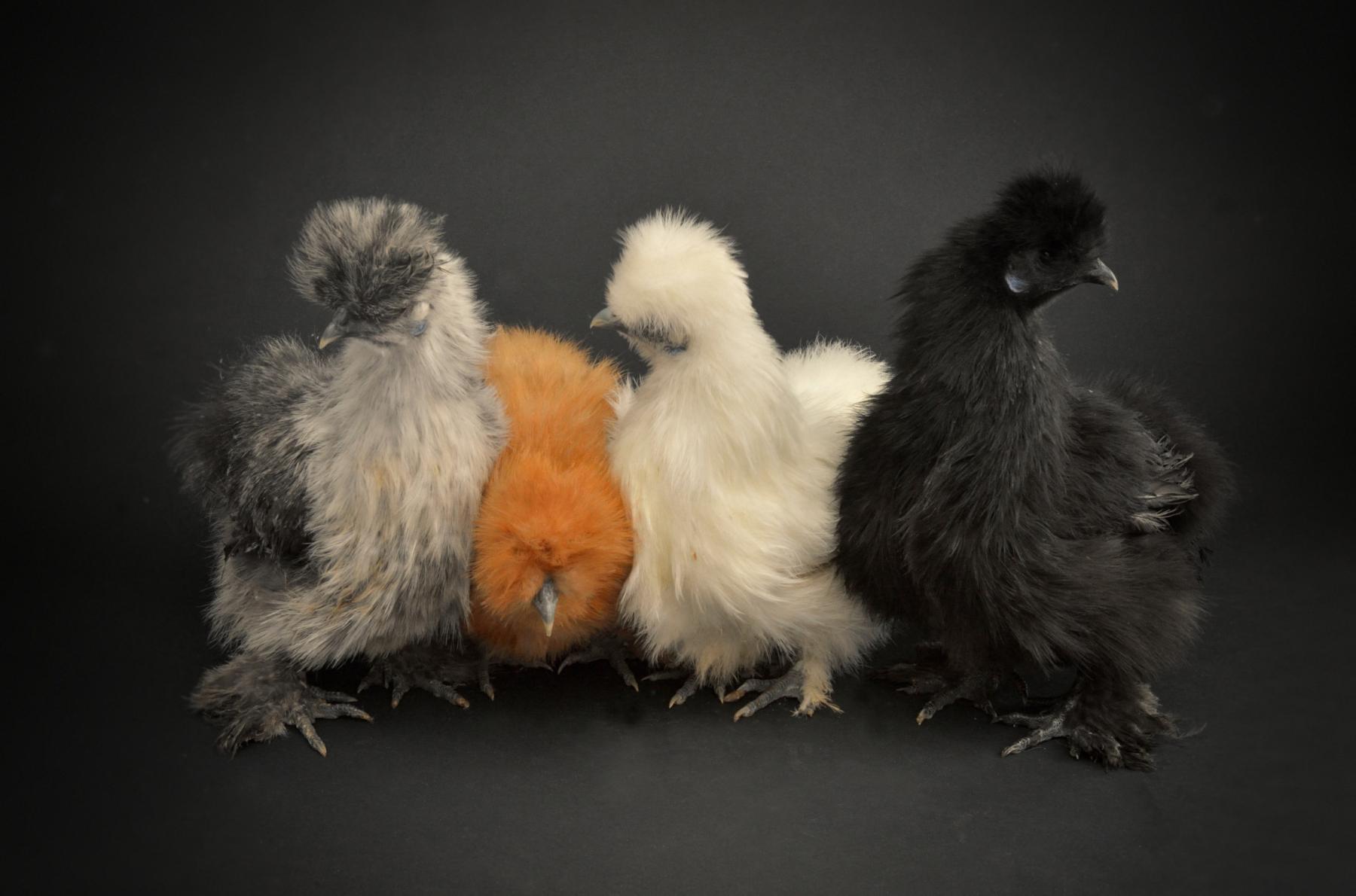 Quatre poules Soie aux plumages gris, fauve, blanc et noir sur fond noir. Éclairage studio sur plumes vaporeuses.