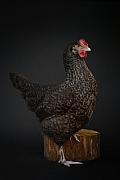 Photographie Shooting photo de volailles et poules: Coucou de Bretagne, mêlant patrimoine agricole et esthétique clair-obscur minimaliste.