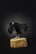 Photographie Shooting photo de volailles et poules : portrait artistique d'une poule gauloise sur billot. Une esthétique chic valorisant le patrimoine agricole breton en studio.