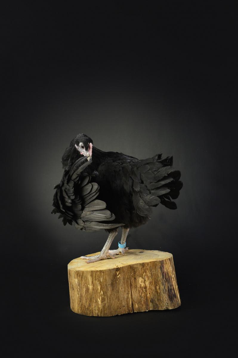 Poule noire sur socle en bois, éclairage latéral créant des ombres marquées sur fond noir, détails des plumes.
