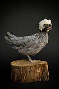 Poule Padoue au plumage gris ardoisé et huppe blanche volumineuse, debout de profil sur un billot de bois, fond noir.