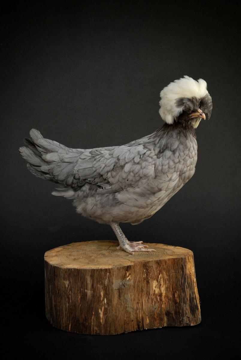 Poule Padoue au plumage gris ardoisé et huppe blanche volumineuse, debout de profil sur un billot de bois, fond noir.