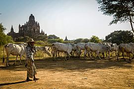 Photo Troupeau parmi les temples de Bagan • Myanmar