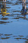 Reflets de jambes de pêcheurs dans l’eau bleue parsemée de varech à Port Blanc lors de la marée basse à Penvenan.