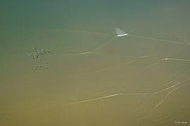 Nuée d’oiseaux migrateurs survolant le sable humide des Ebihens à marée basse sous une lumière naturelle douce et zen.