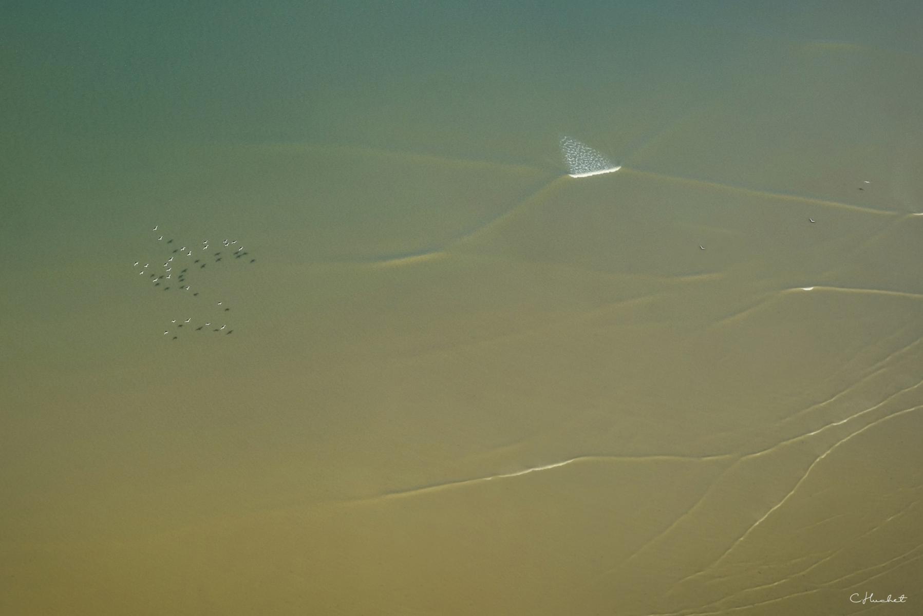 Nuée d’oiseaux migrateurs survolant le sable humide des Ebihens à marée basse sous une lumière naturelle douce et zen.