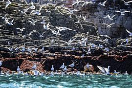 Nuée de goélands blancs en plein envol devant les parois rocheuses sombres du Cap Fréhel dominant une mer émeraude.
