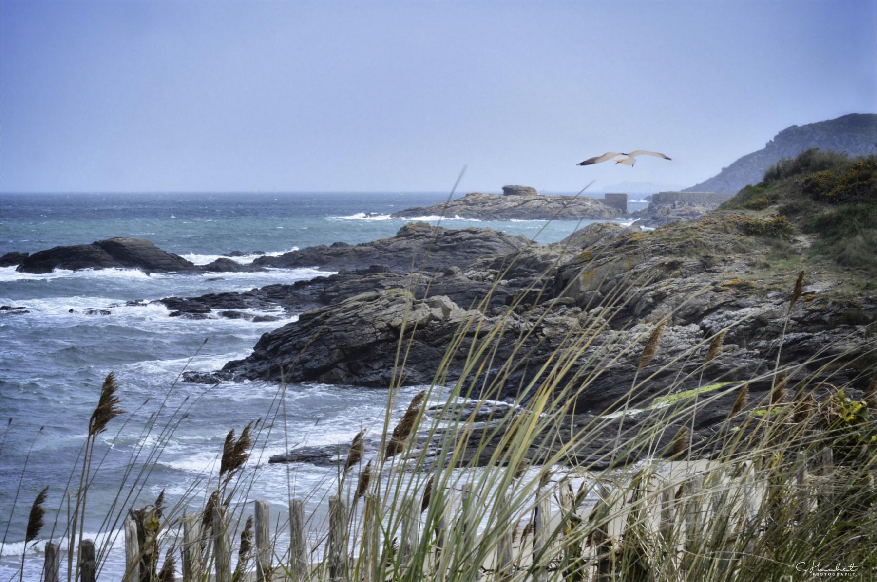 Goéland survolant les rochers et la mer à Saint-Briac. Graminées et clôture en bois au premier plan.