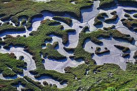Motifs abstraits de végétation côtière au Frémur à Saint-Briac. Contraste entre vert intense et sédiments gris clair.