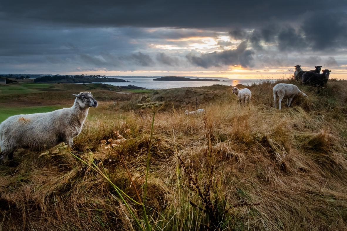 Moutons paissant sur une butte herbeuse dominant la mer à Saint-Briac sous un ciel crépusculaire.