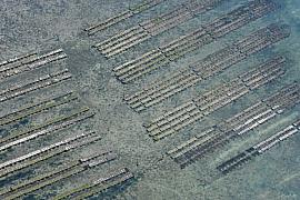 Photo Parcs à huîtres dans le golfe du Morbihan