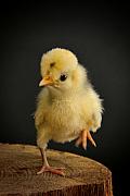 Photo Photo animalière :  petit poussin jaune duveteux se tenant en équilibre sur une souche de bois