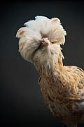 Photo Photo animalière : gros plan d’une poule Polonaise (padoue) huppée aux plumes beige et blanc.