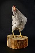 Photo Photo animalière : «Poule dance» ou quand la poule azur se dandine sur un billot de bois.