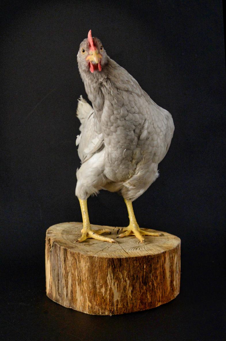 Photo Photo animalière : «Poule dance» ou quand la poule azur se dandine sur un billot de bois.