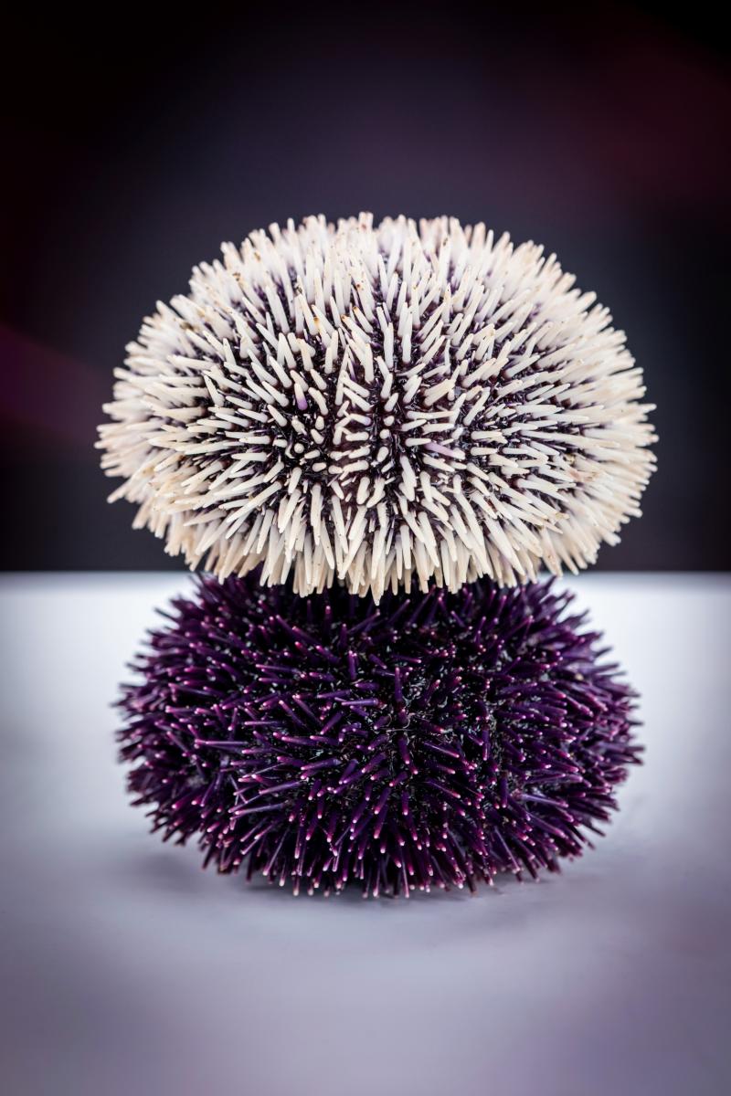 Deux oursins superposés, un blanc et un violet, aux épines détaillées sous une lumière de studio sur fond sombre.
