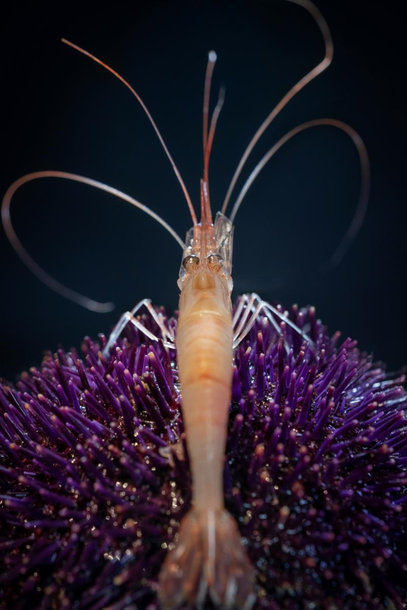 Gros plan macro d’une crevette translucide posée sur les piquants d’un oursin violet sur fond noir, éclairage studio.