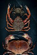Trois crabes disposés symétriquement sur une ardoise noire, vue de dessus, éclairage studio contrasté.