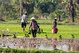 Photo Laos 2025 - Champassak 