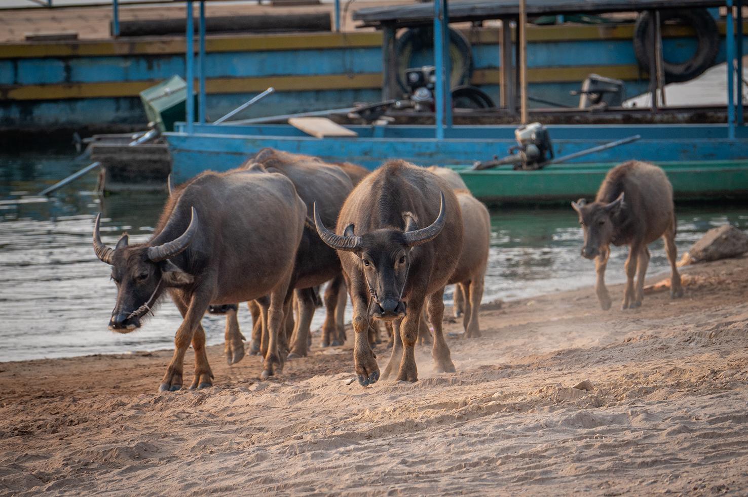 Photo Laos 2025- Done Khong 