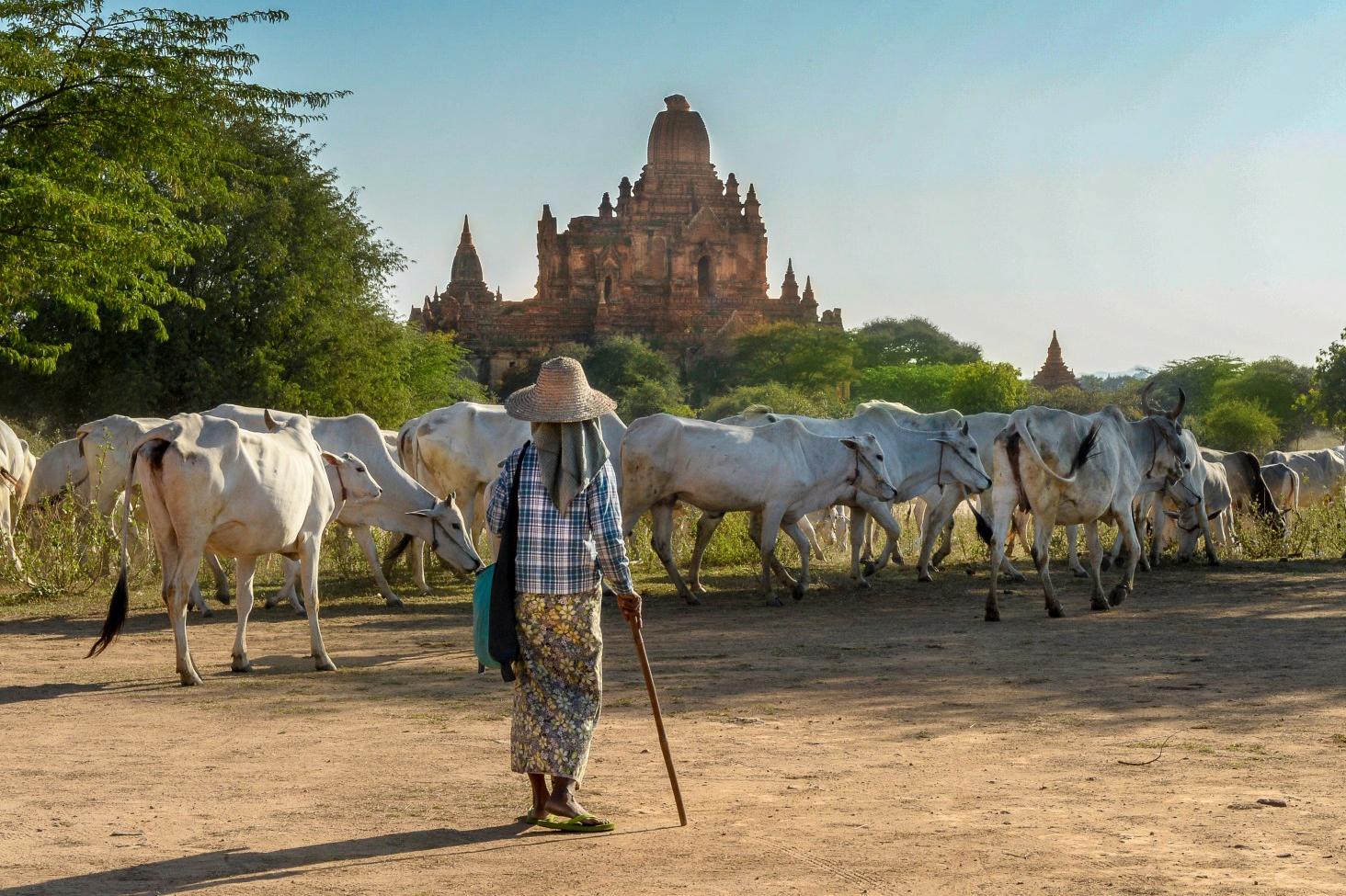 Photo Berger guidant son troupeau à travers les temples de Bagan en Birmanie