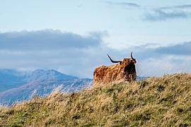 Photo Ecosse 2025 15 Highlands Gonachan Crow road B822 2500 BD BD