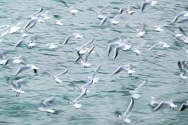 Photo Frénésie de mouettes rieuses en un vol dynamique et flou / n°3