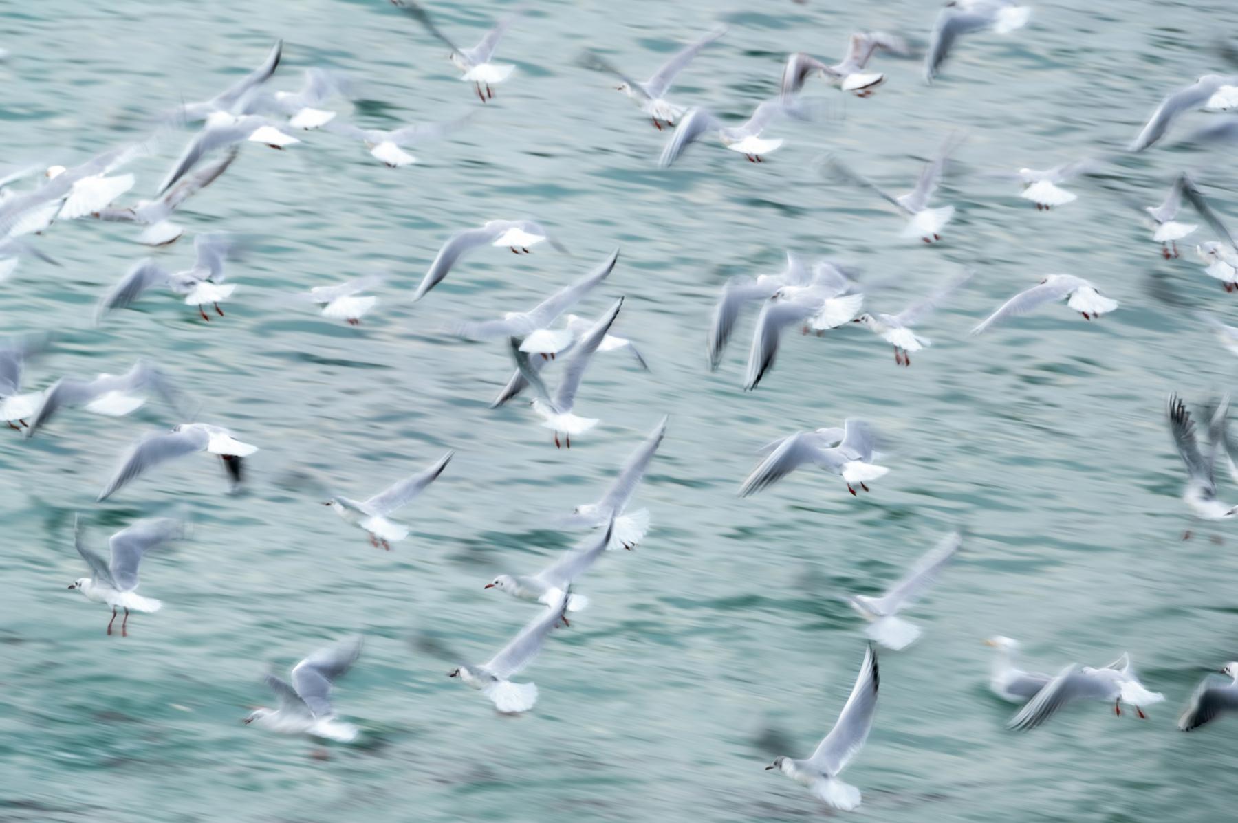 Photo Frénésie de mouettes rieuses en un vol dynamique et flou / n°3