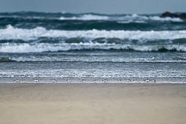 Photo Bécasseaux sanderling en file indienne sur une plage