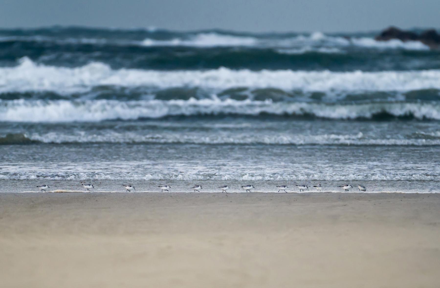 Photo Bécasseaux sanderling en file indienne sur une plage