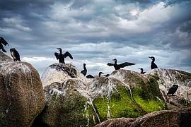 Photo Cormorans sur les rochers de Molène