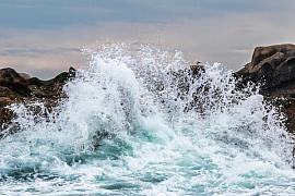 Photo Goéland derrière une vague qui se fracasse