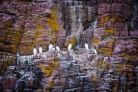Photo Colonie de guillemots de Troïl, alignés sur la corniche du cap Fréhel.